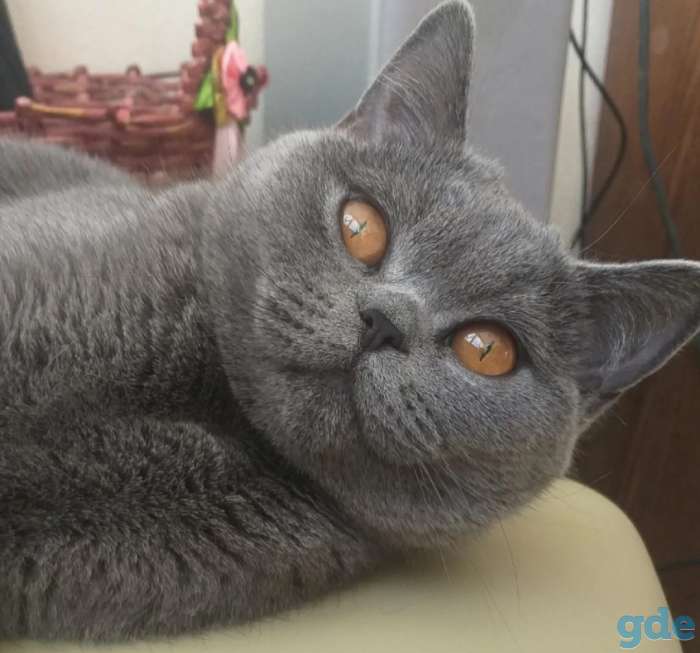 Шотландская кошечка, фотография 3