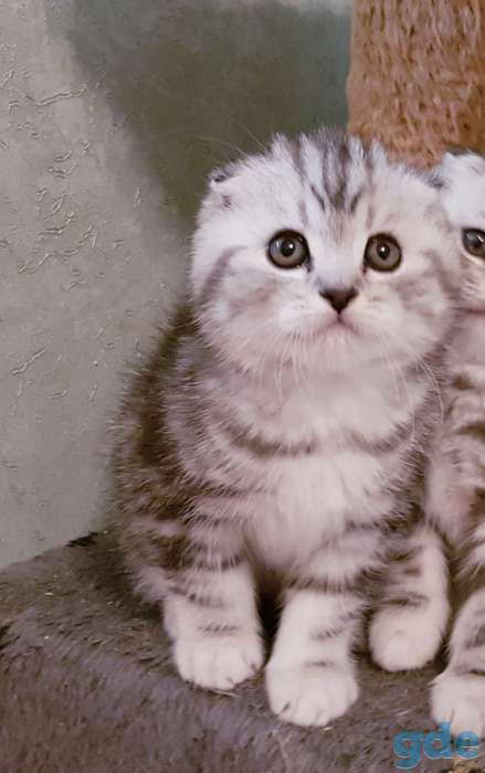 Шотландские вислоухие котята., фотография 3