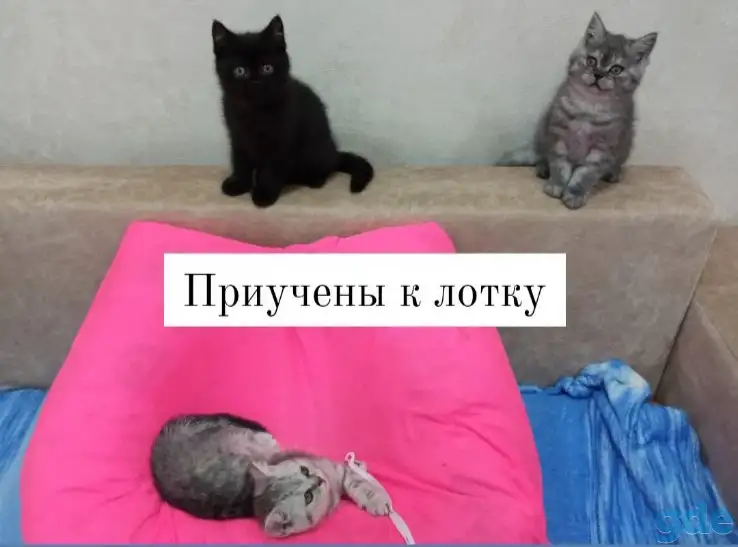 Продаются британские котята, фотография 6