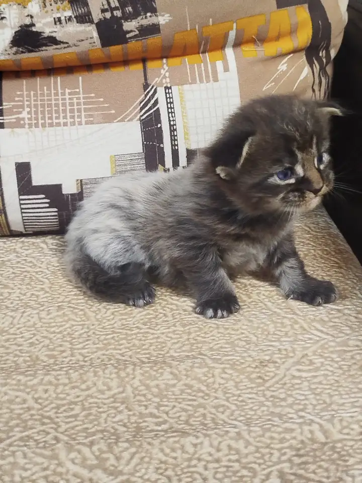 Котята мейн кун, фотография 17