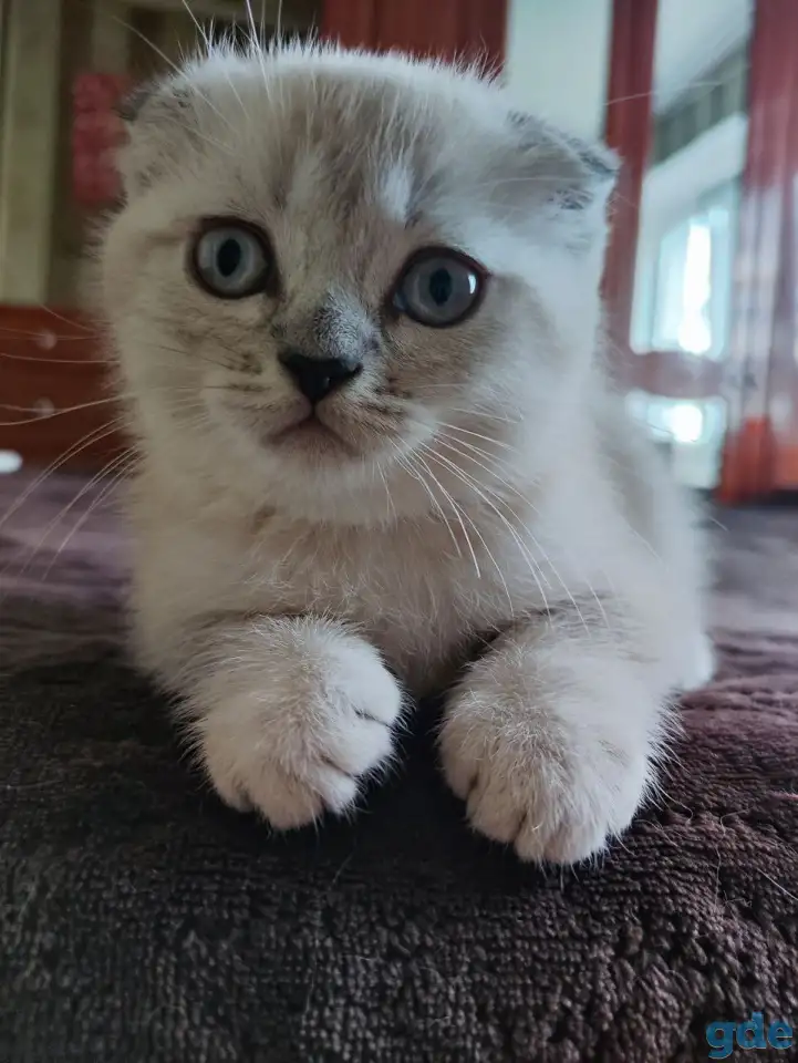 Шотландские котята, фотография 11