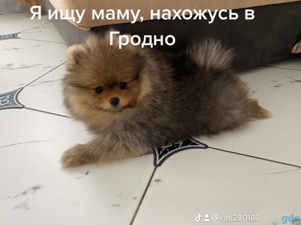 Продажа померанских шпицев, фотография 1