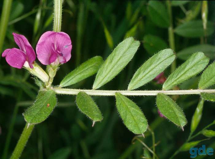 Вика озимая (Vicia sativa), фотография 1