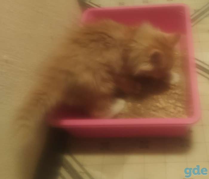 Котенок в добрые руки, фотография 3