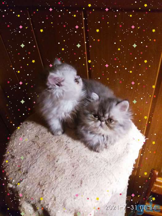 Персидские котята. Мальчики зайчики. Персы., фотография 5