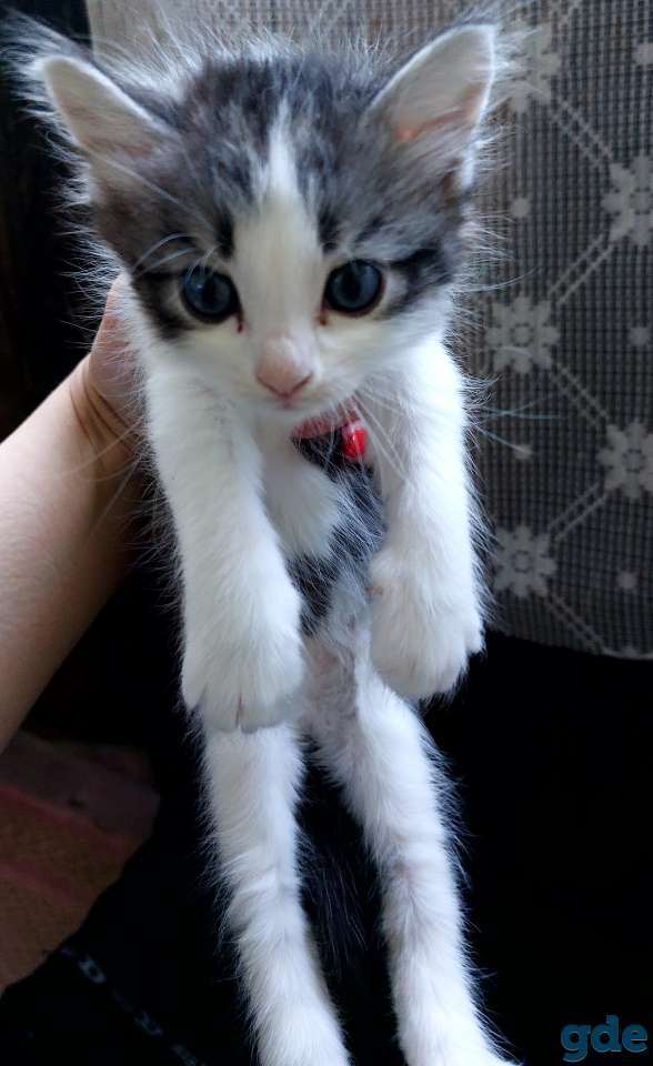 Котята, фотография 4