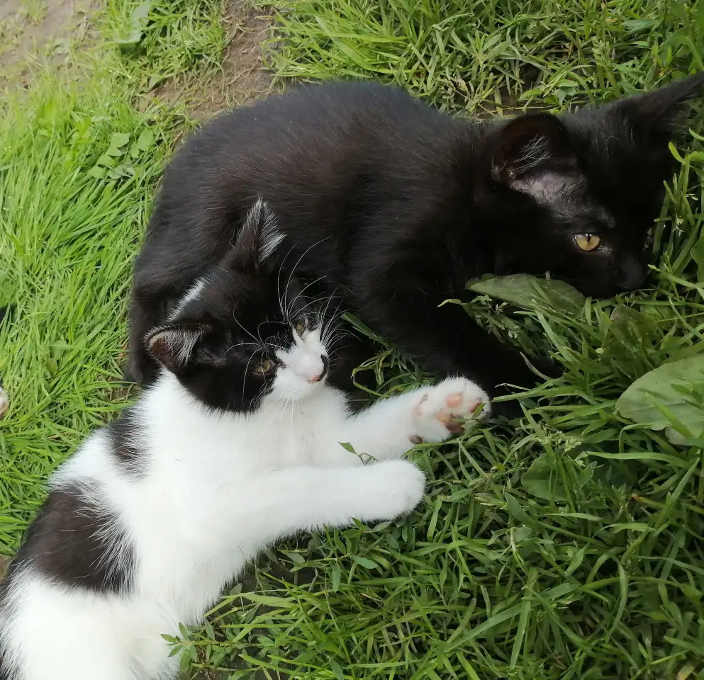 Котята ищут дом, фотография 5