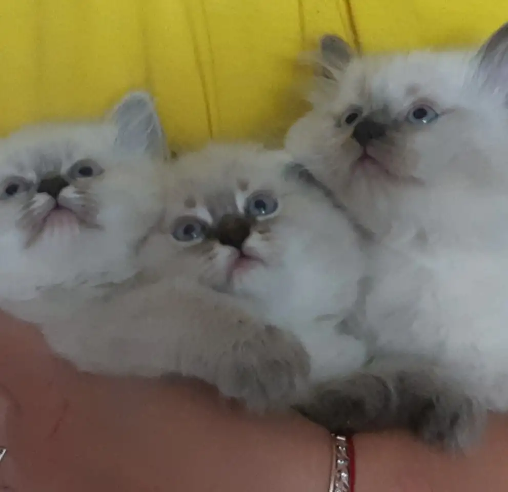 Котята, фотография 5