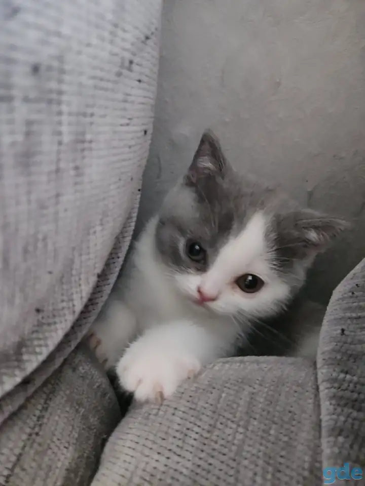 Котятки, фотография 4