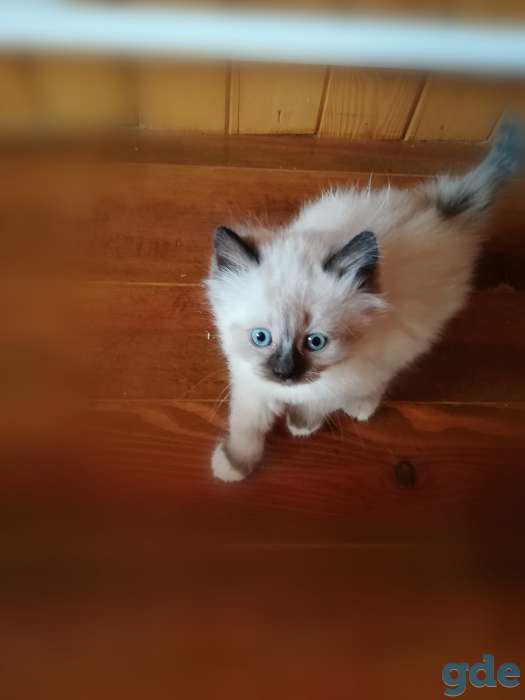 Подарю котят, фотография 2
