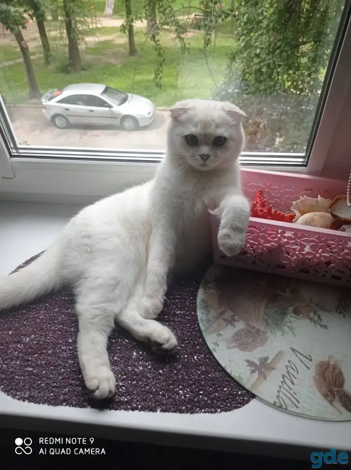 Котята, фотография 2