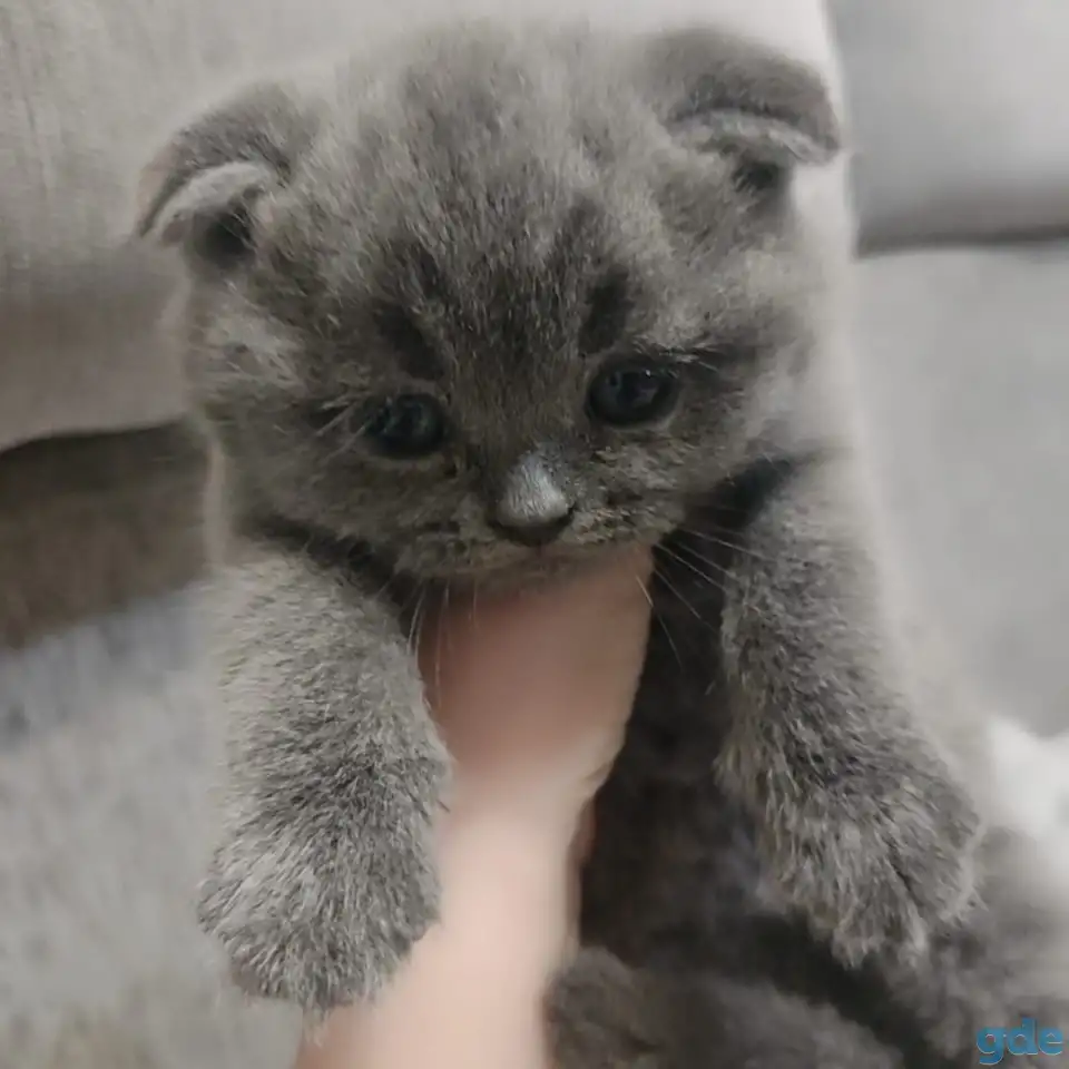 Котятки, фотография 2