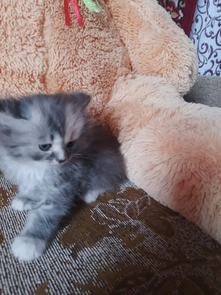 британские котята, фотография 10