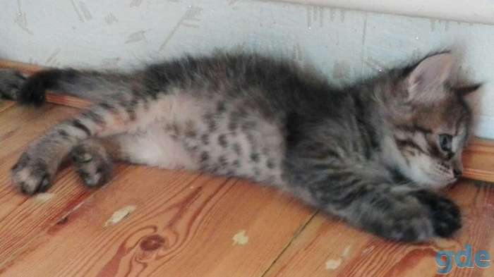 Срочно! Милые котята ищут нового хозяина, фотография 6