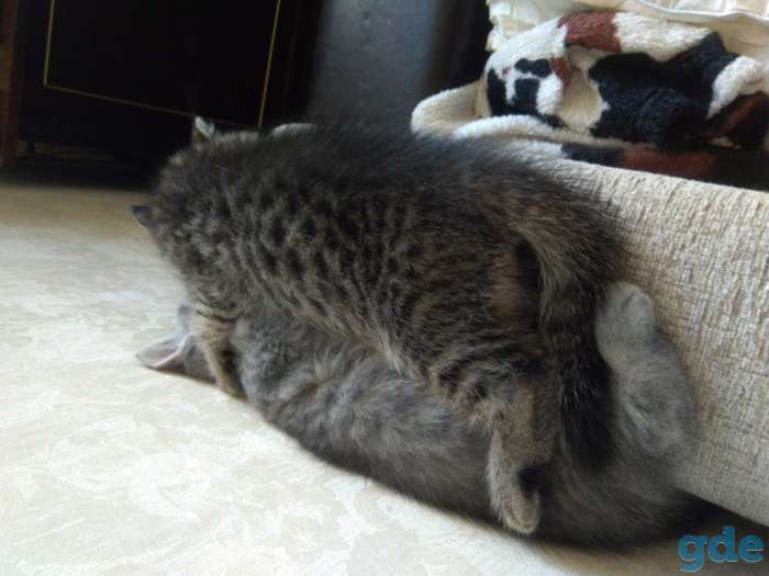 Шотландские Котята, фотография 4