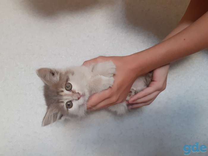 Отдам котенка в хорошие оуки, фотография 2