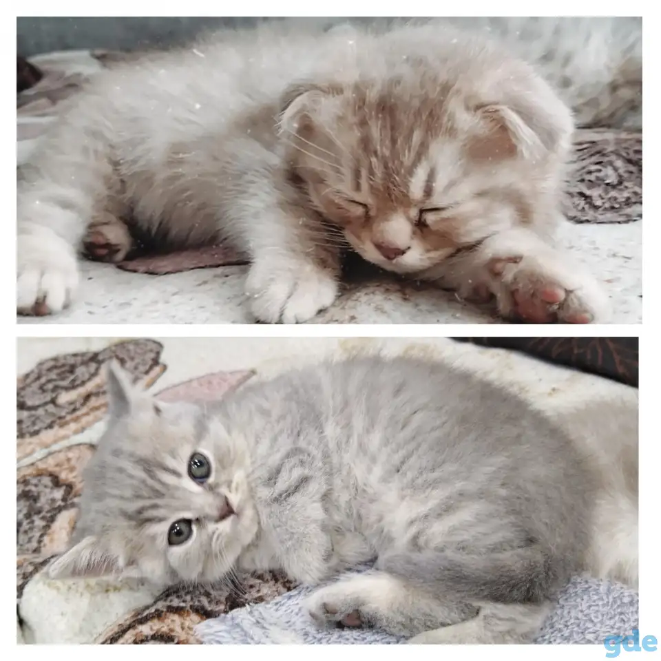 Шотландские котята, фотография 1