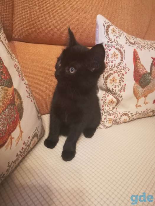 Котенок ищет дом, фотография 3