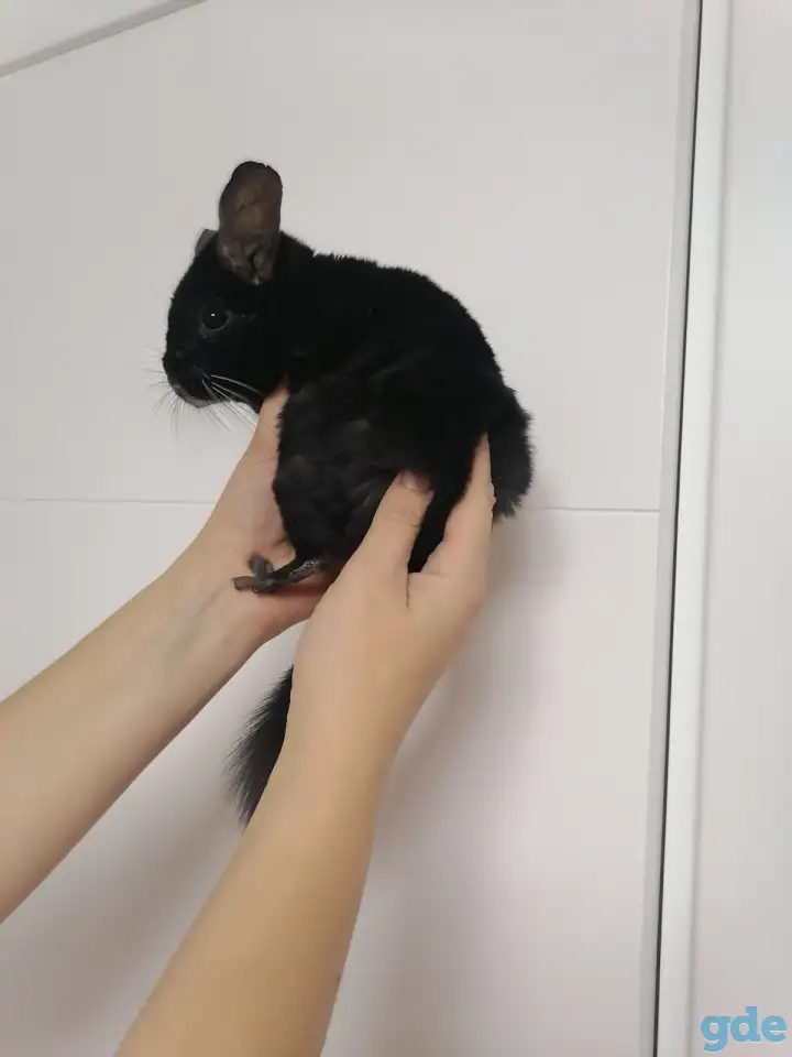 Шиншилла. Девочка., фотография 3
