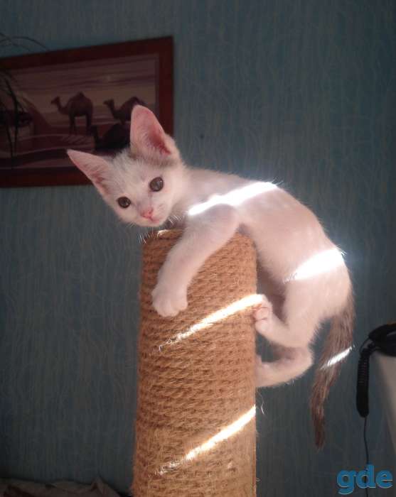 Котёнок ищет дом, фотография 7