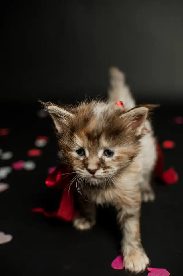 котята мейн-кун, фотография 2
