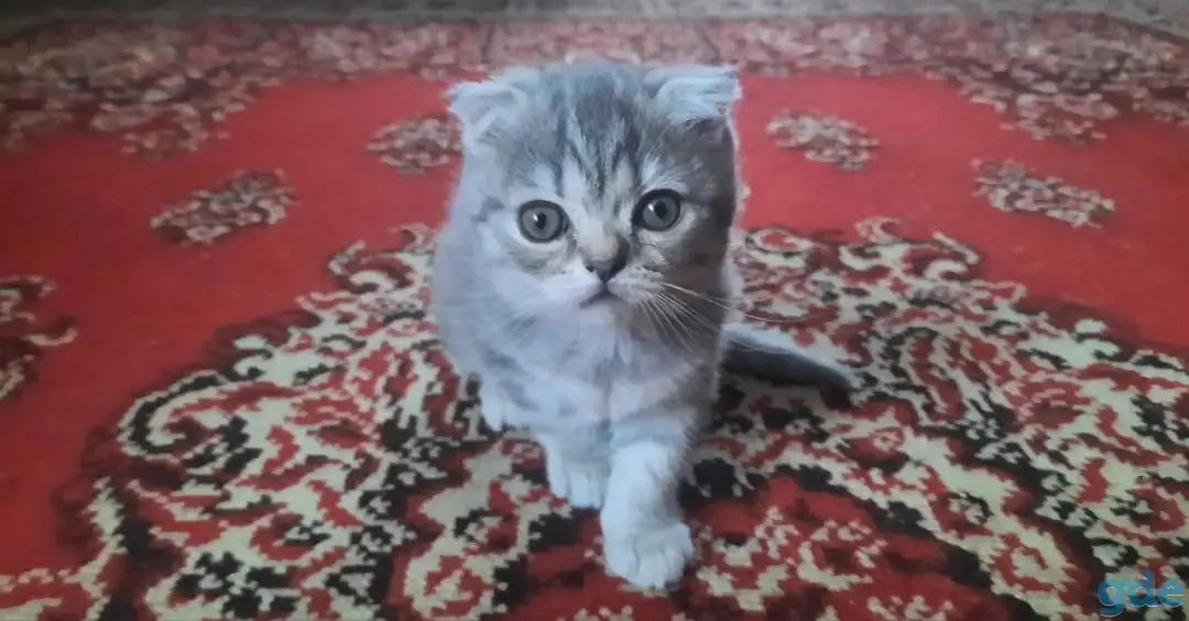 Британские кошечки, фотография 2
