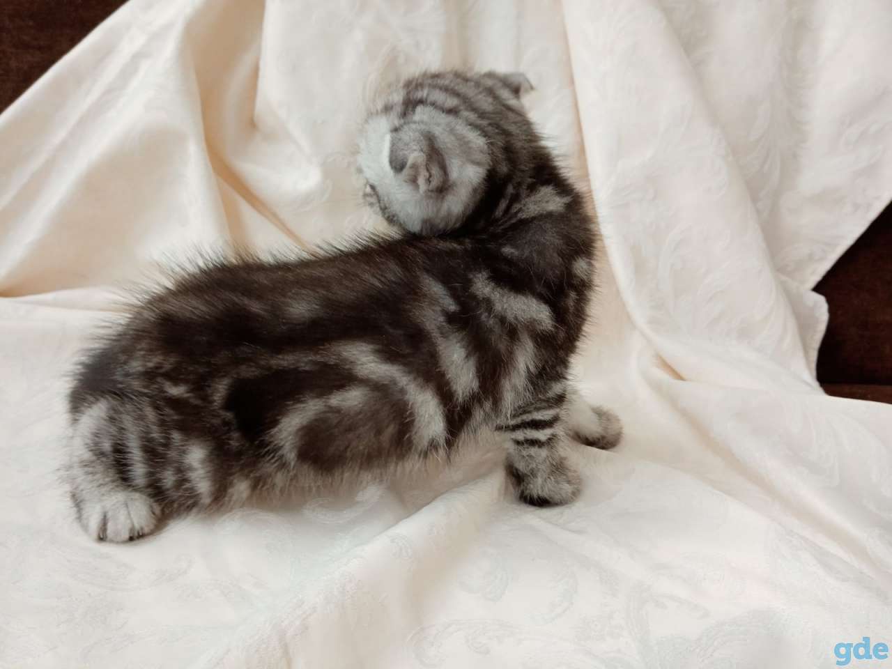 Продаю вислоухих шотландских котят, фотография 4