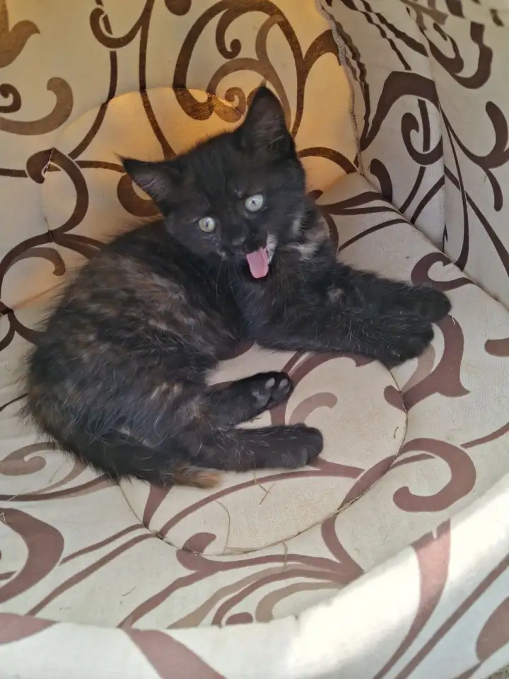 Котята в добрые руки, фотография 6