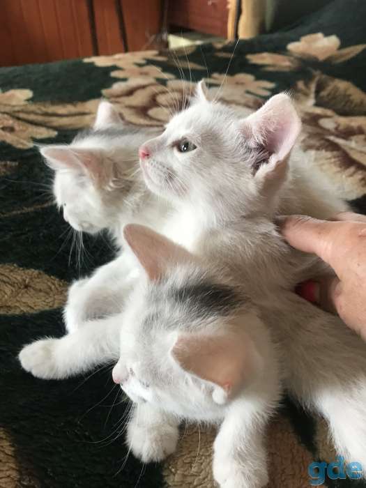 котята в дар, фотография 9