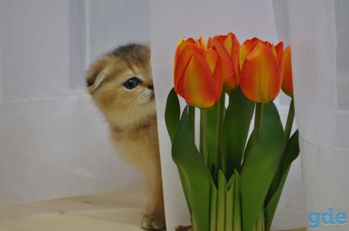 Шотландские котята, фотография 5
