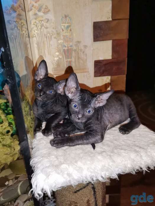 Котята Донского сфинкса, фотография 2