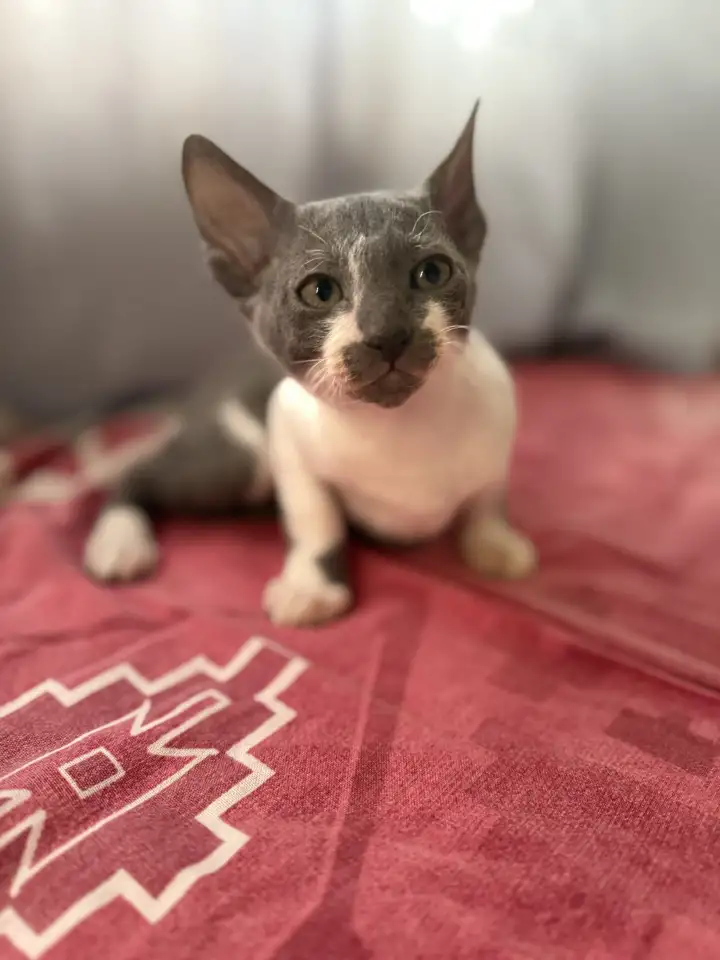 Котята Корниш-рекс, фотография 1