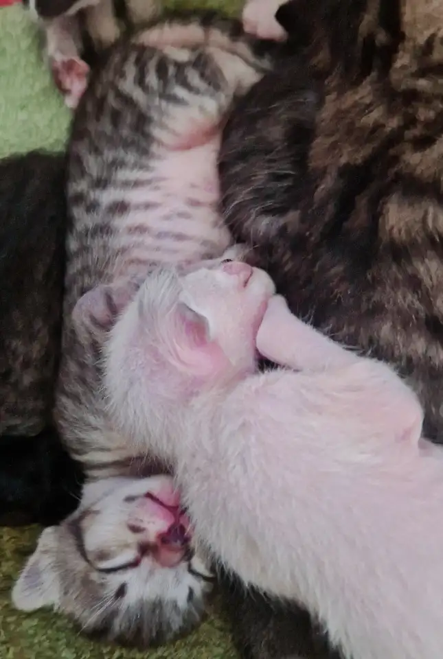 Ориентальные котята, фотография 4