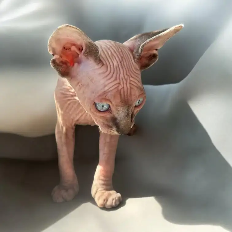 Котята канадского сфинкса, фотография 9