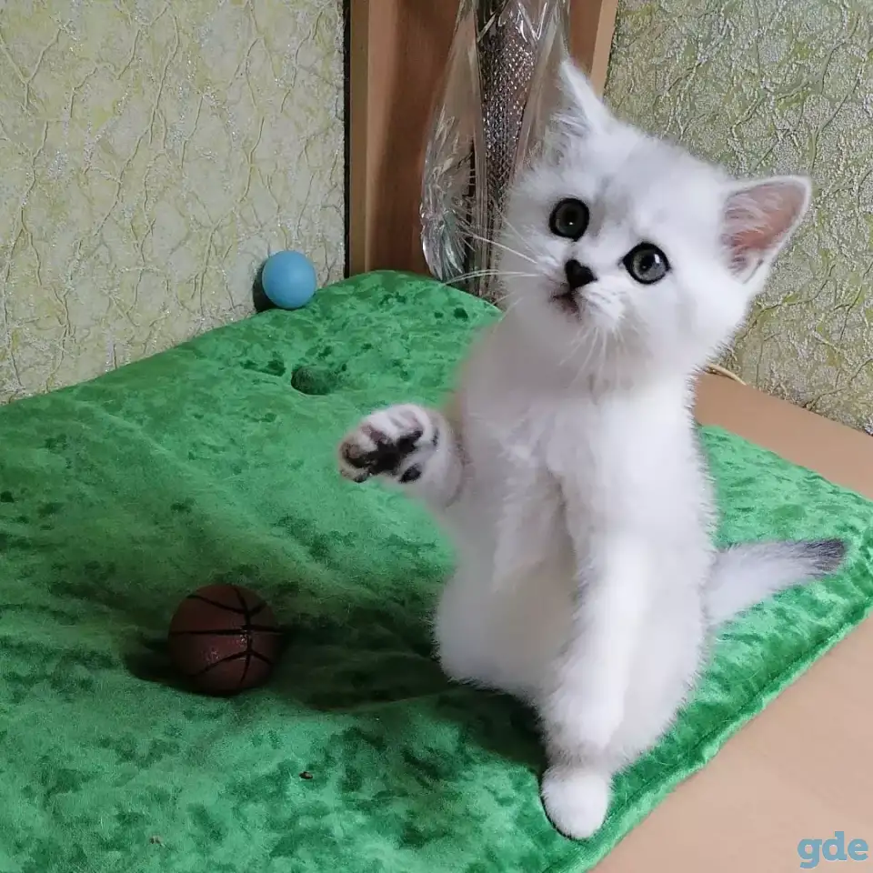 Британские котята, фотография 1