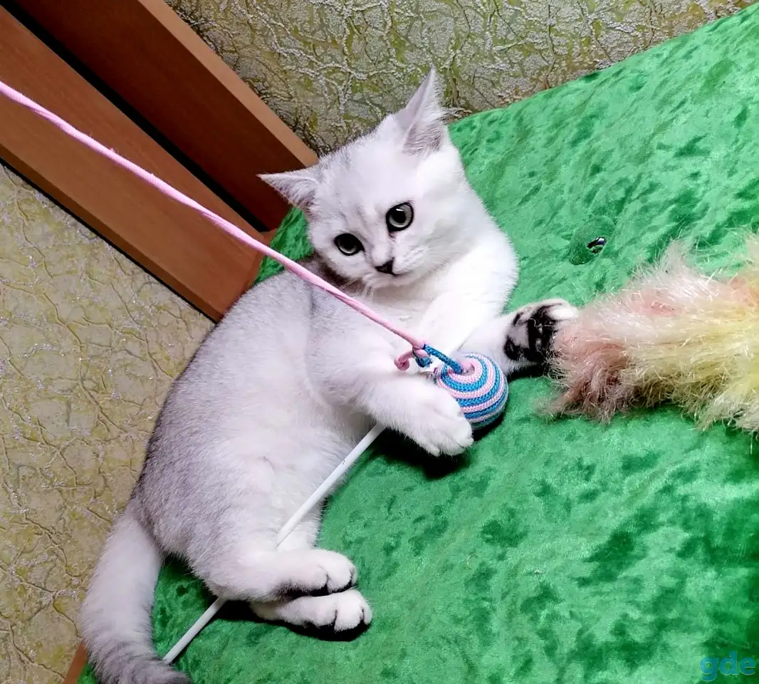 Британские котята, фотография 2