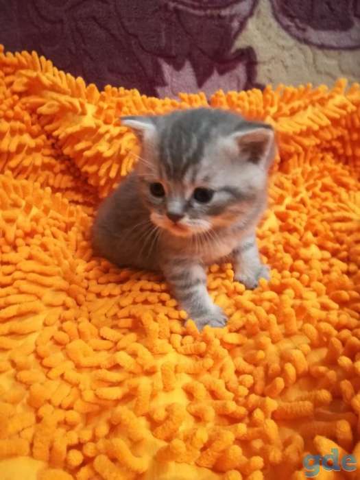 Шотландские котята, фотография 3