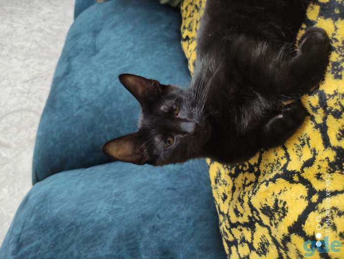 Котёнок, фотография 1