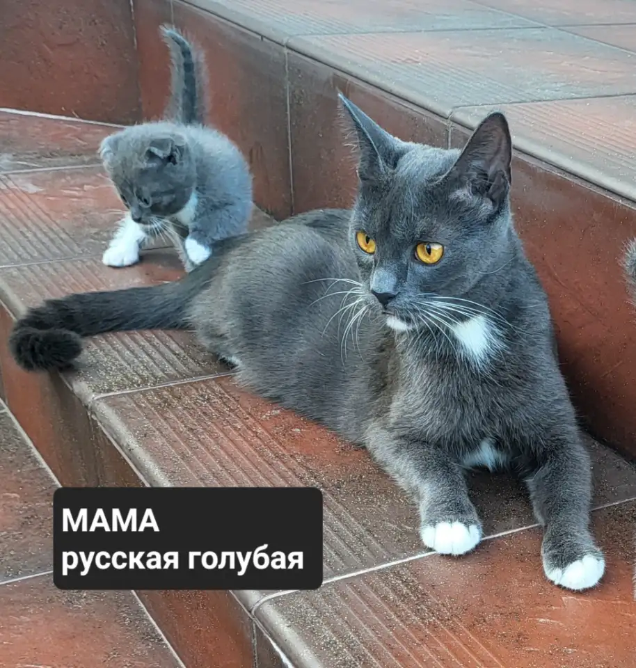 Продам 3 котят, фотография 4
