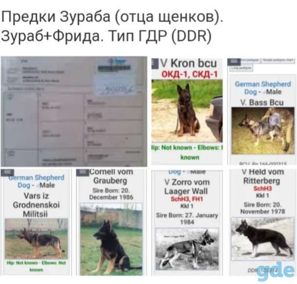 Немецкие овчарки тип ГДР, фотография 3