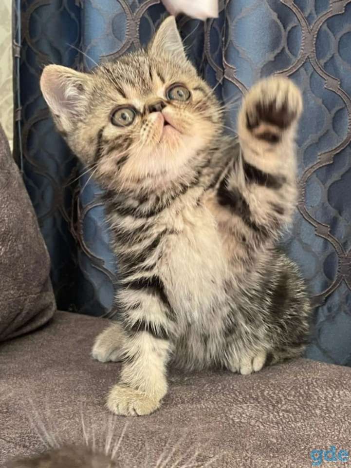 Продам котят экозотов, фотография 5
