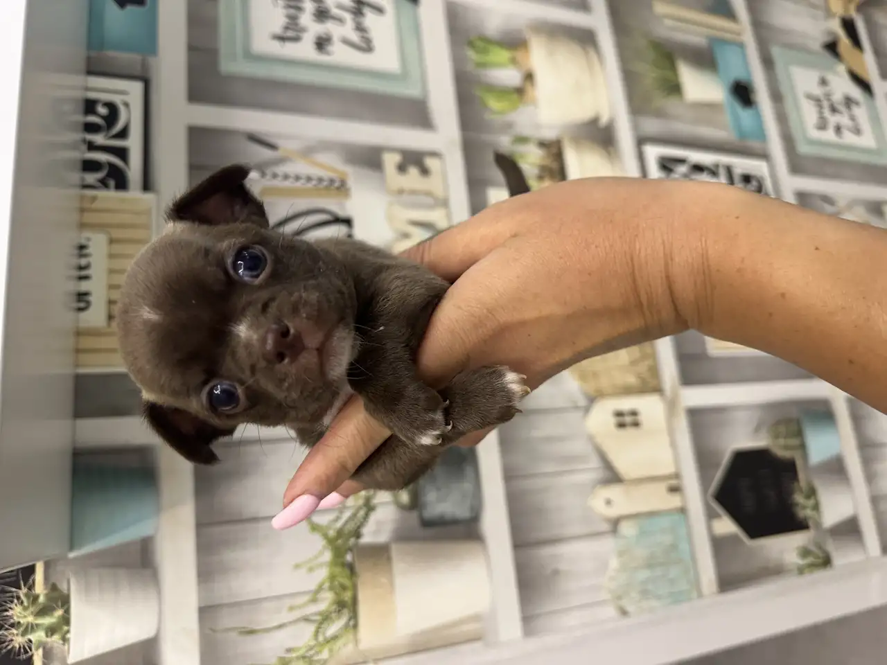 Продам щенка чихуахуа, фотография 3