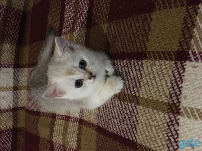Котята- шотландцы, фотография 5