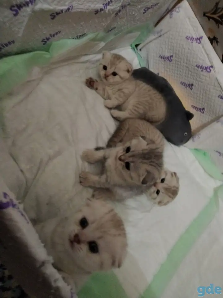 Котята шотландские вислоухие, фотография 10