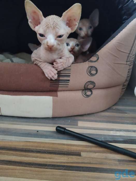 Котята канадского сфинкса, фотография 5