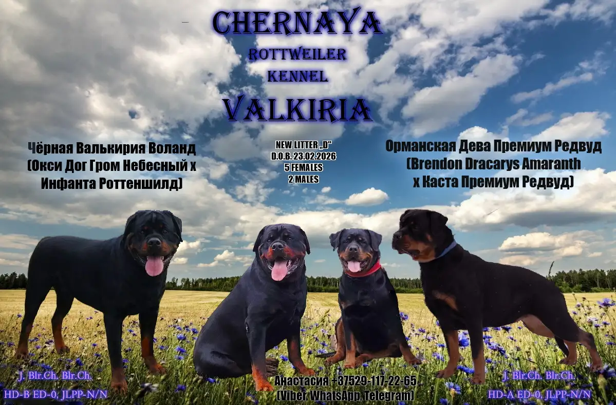 Ротвейлер щенки, фотография 1