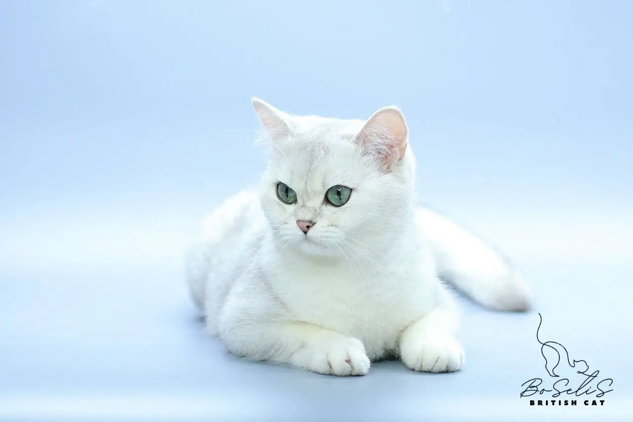 Котята Серебристая шиншилла, фотография 6