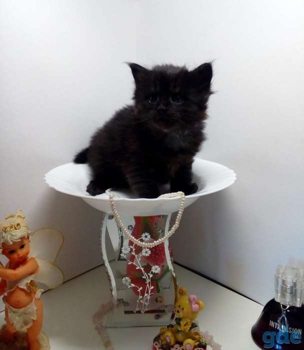 Мейн-кун котята, фотография 3