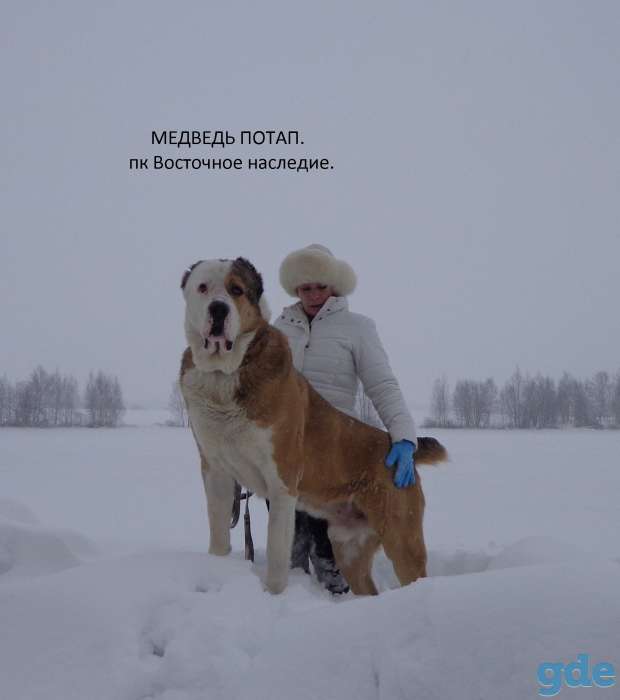 щенки гиганты, фотография 1