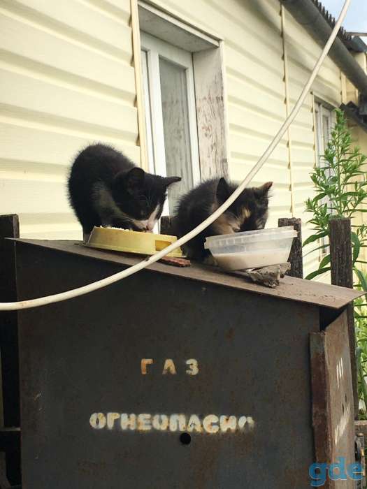 Котята в добрые руки, фотография 2